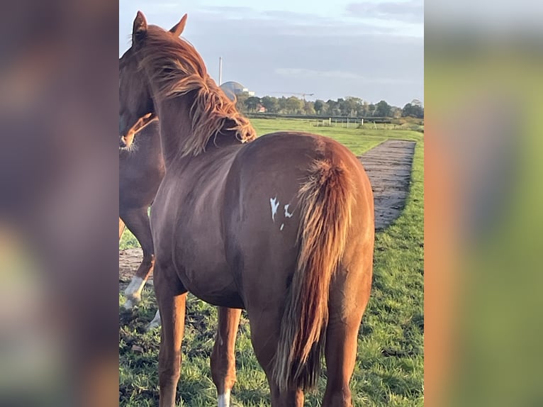 Hanovrien Jument 1 Année Alezan brûlé in Breddorf