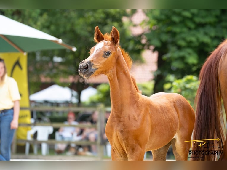 Hanovrien Jument 1 Année Alezan brûlé in Breddorf