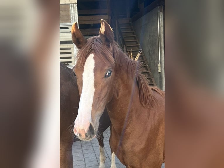 Hanovrien Jument 1 Année Alezan in Rüegsauschachen