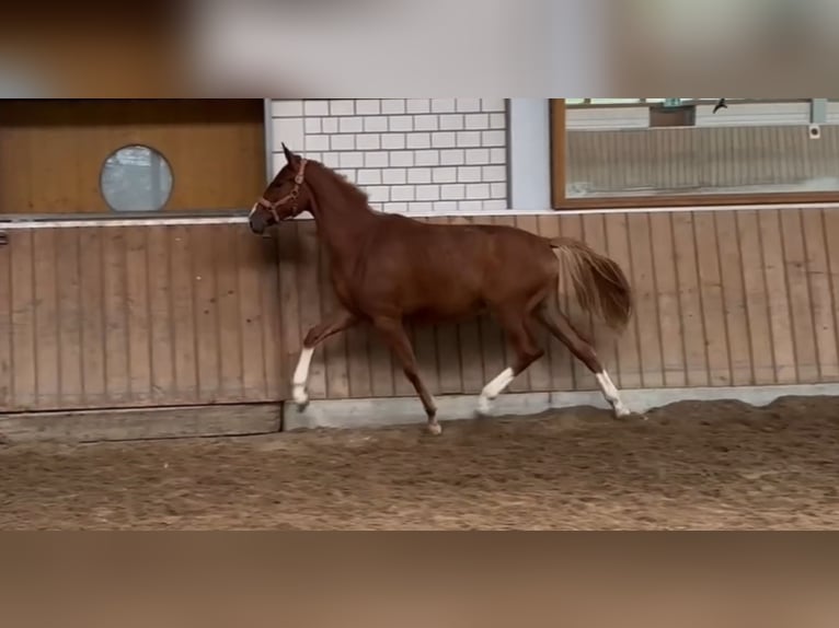 Hanovrien Jument 1 Année Alezan in Essen