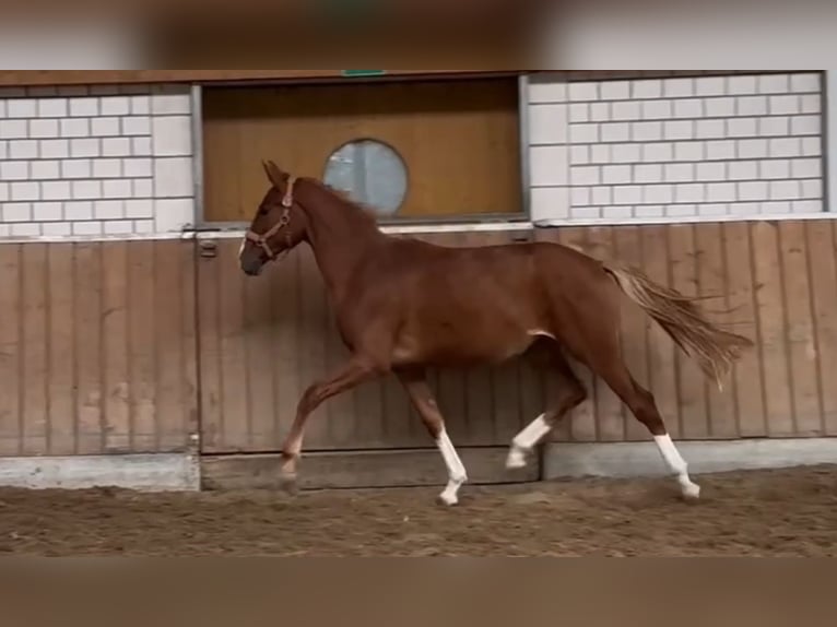 Hanovrien Jument 1 Année Alezan in Essen