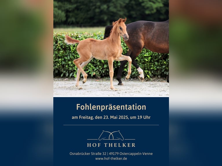 Hanovrien Jument 1 Année Alezan in Ostercappeln