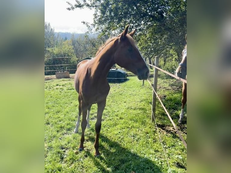 Hanovrien Jument 1 Année Alezan in Haigerloch