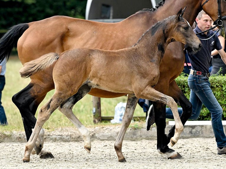 Hanovrien Jument 1 Année Bai brun in Bleckede