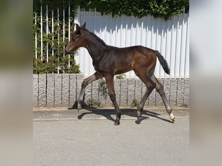 Hanovrien Jument 1 Année Bai brun in Essen