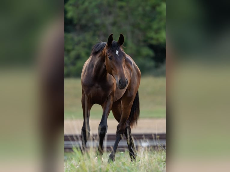Hanovrien Jument 1 Année Bai brun in Villmar-Aumenau