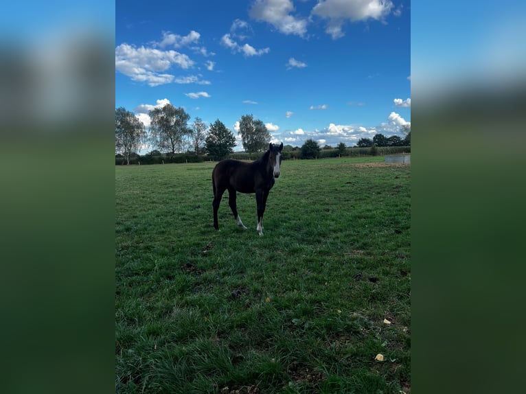 Hanovrien Jument 1 Année Bai in Langwedel