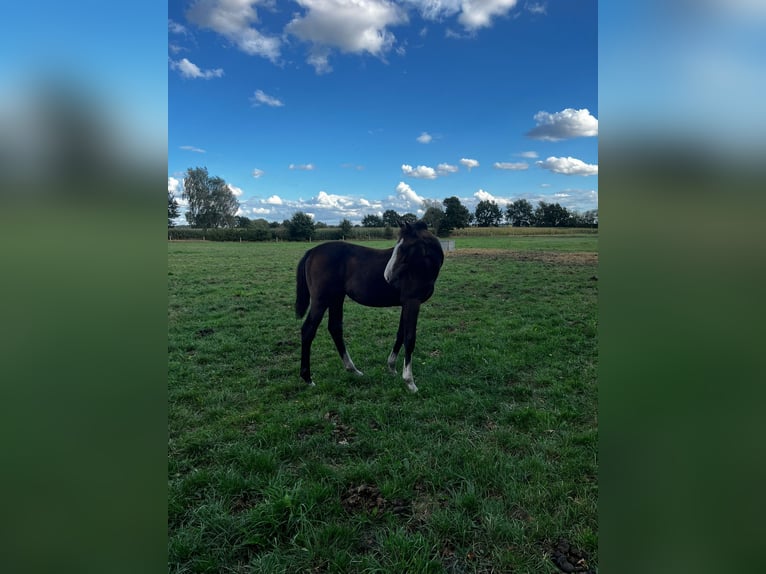 Hanovrien Jument 1 Année Bai in Langwedel