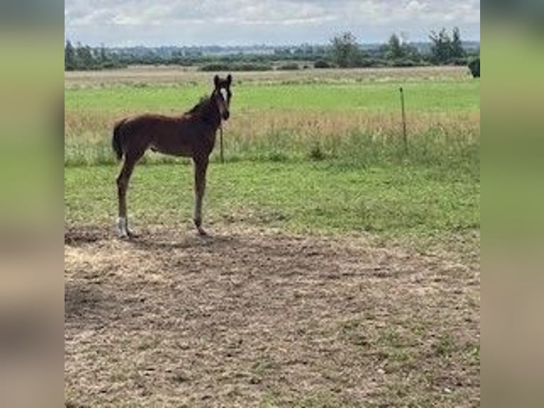 Hanovrien Jument 1 Année Bai clair in Neukalen