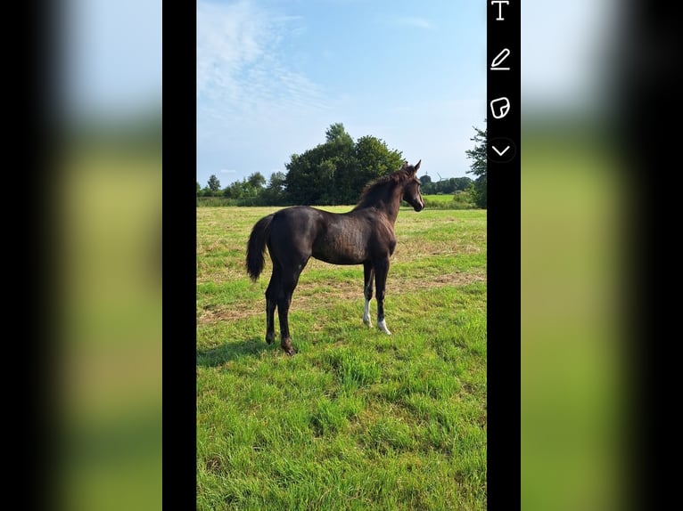 Hanovrien Jument 1 Année in Dornum