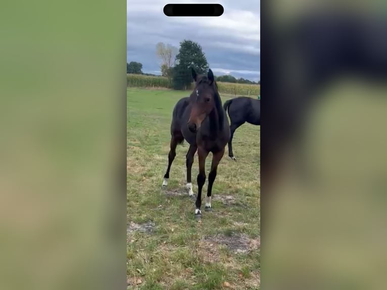 Hanovrien Jument 1 Année in Langwedel