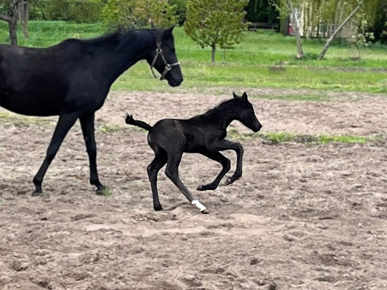 Hanovrien Jument 1 Année Noir in Wietstock