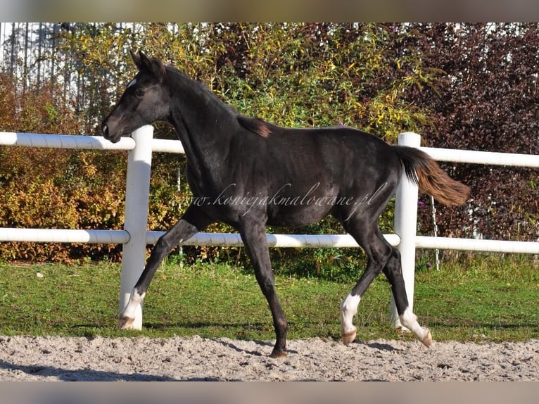 Hanovrien Jument 1 Année Noir in Pilchowo
