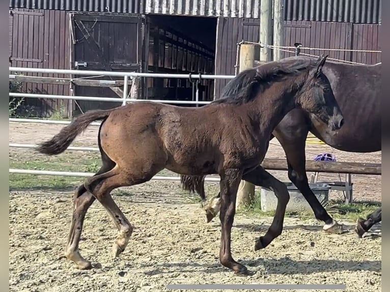 Hanovrien Jument 1 Année Noir in Kevelaer