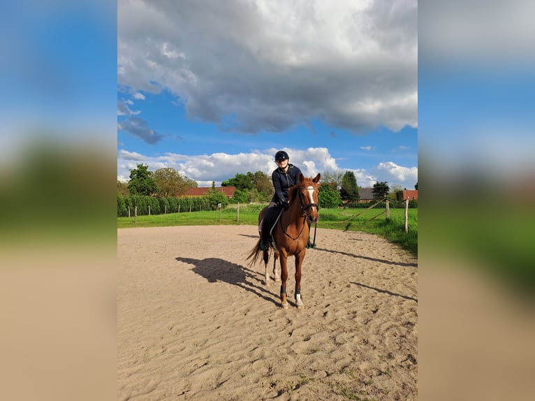 Hanovrien Jument 20 Ans 156 cm Alezan brûlé in Zehdenick