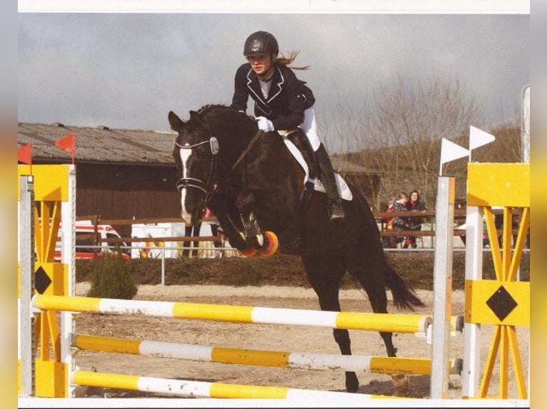 Hanovrien Jument 20 Ans 164 cm Noir in Zweibrücken