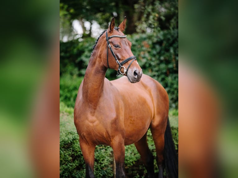 Hanovrien Jument 20 Ans 166 cm Bai brun in Lier