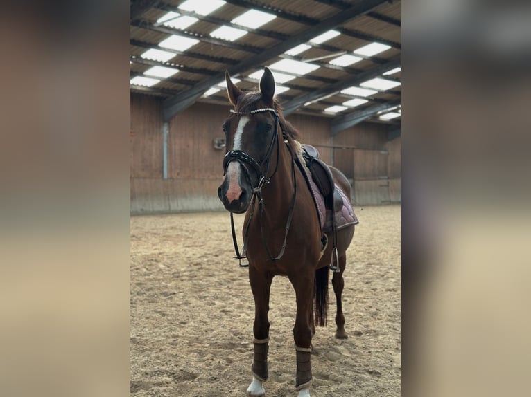Hanovrien Jument 20 Ans 168 cm Alezan brûlé in Südbrookmerland Victorbur