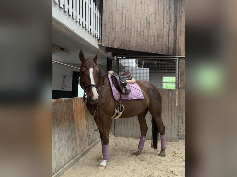 Hanovrien Jument 20 Ans 168 cm Alezan brûlé in Südbrookmerland Victorbur