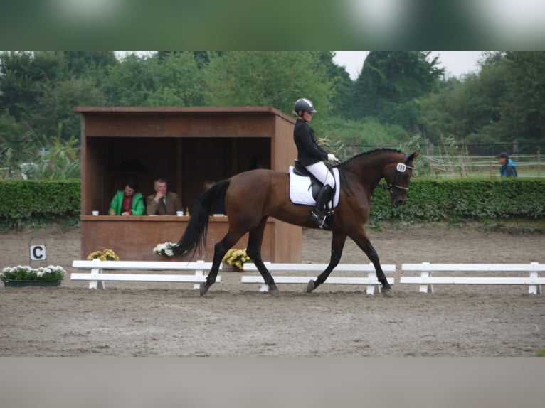 Hanovrien Jument 20 Ans 168 cm Bai in K&#xFC;hrstedt/Geestland
