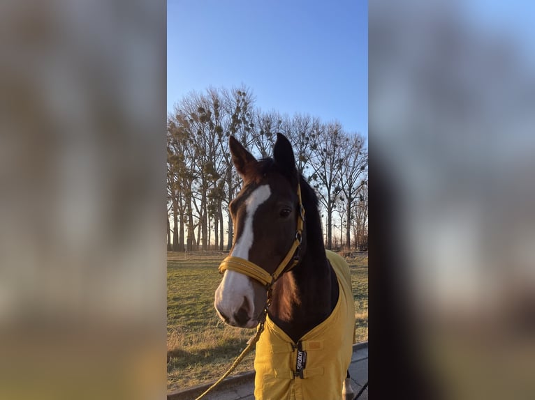 Hanovrien Jument 20 Ans 170 cm Bai brun foncé in Krostitz