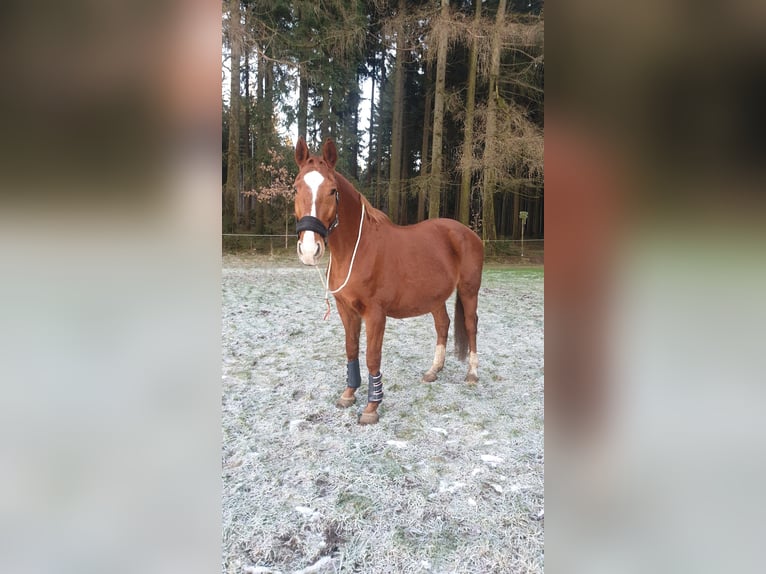 Hanovrien Jument 22 Ans 162 cm Alezan in Treuen