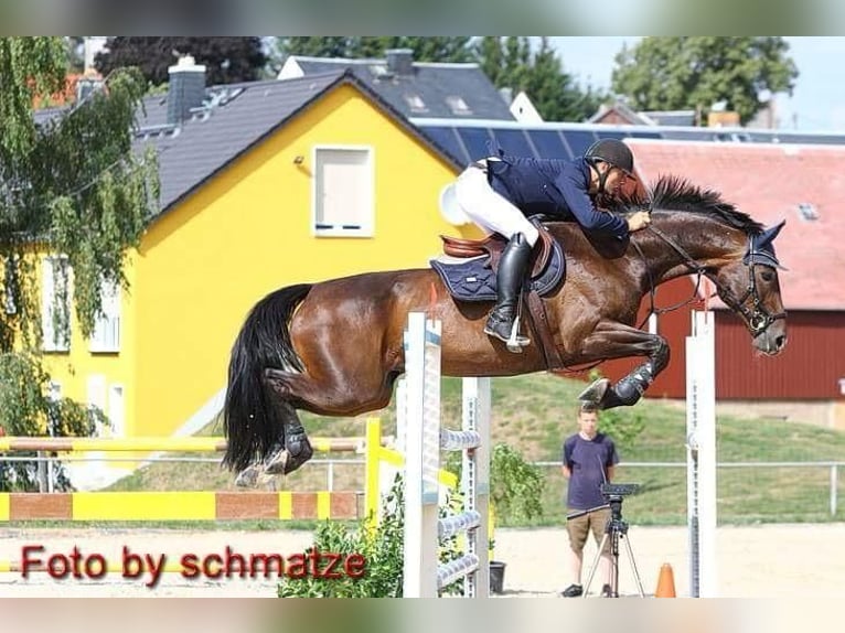 Hanovrien Jument 22 Ans 169 cm Bai brun foncé in Meißen