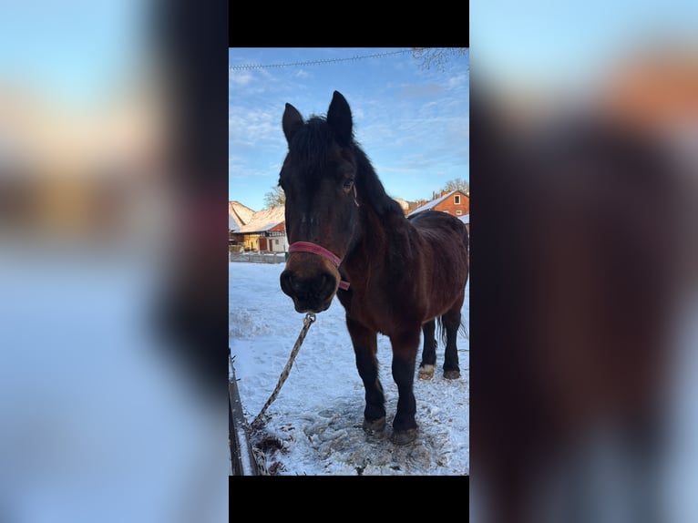 Hanovrien Jument 25 Ans 160 cm Gris in Northeim