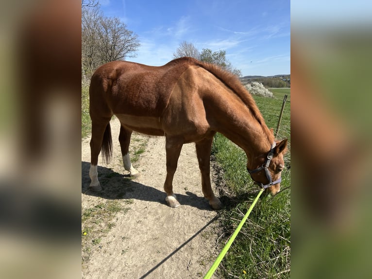 Hanovrien Jument 26 Ans in Boppard