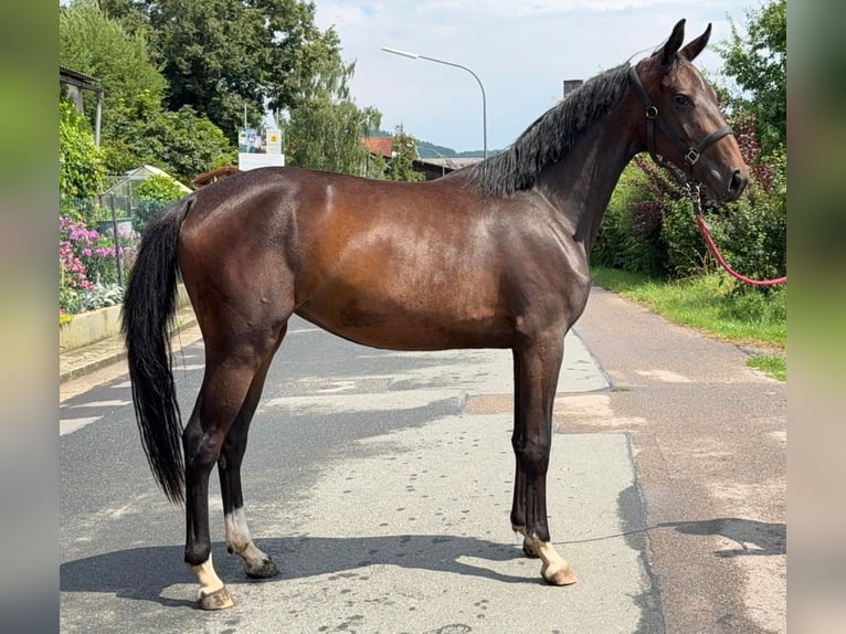 Hanovrien Jument 2 Ans 155 cm Bai brun in Sch&#xF6;nthal