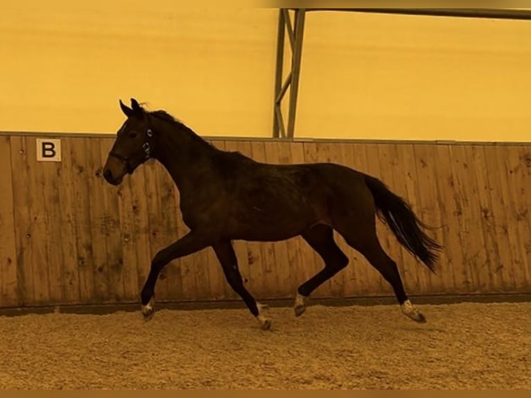 Hanovrien Jument 2 Ans 155 cm Bai brun in Sch&#xF6;nthal