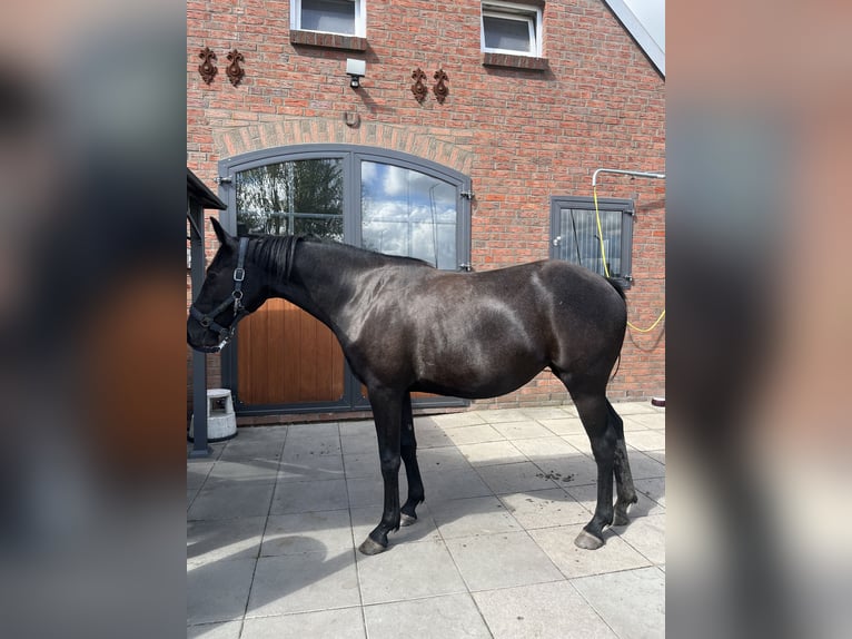 Hanovrien Jument 2 Ans 155 cm Gris in Leer (Ostfriesland)