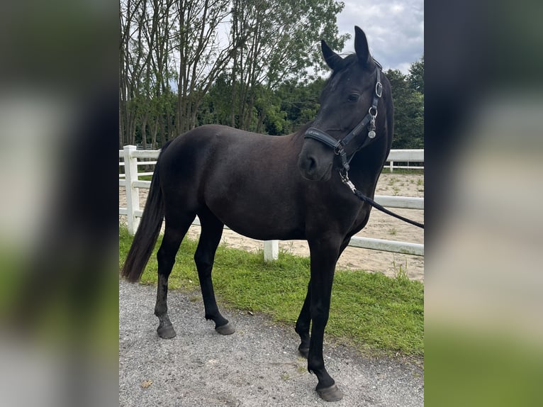 Hanovrien Jument 2 Ans 155 cm Gris in Leer (Ostfriesland)