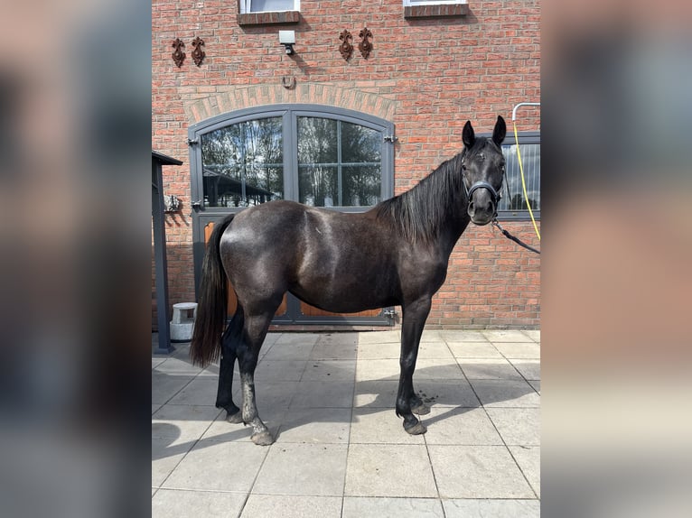 Hanovrien Jument 2 Ans 155 cm Gris in Leer (Ostfriesland)