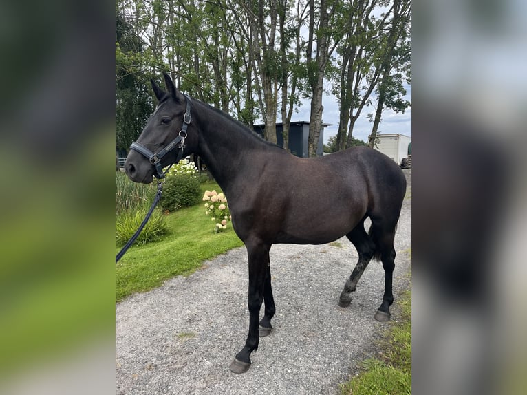 Hanovrien Jument 2 Ans 155 cm Gris in Leer (Ostfriesland)