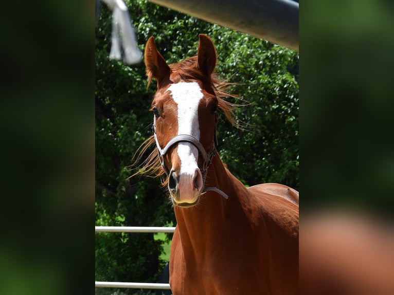 Hanovrien Jument 2 Ans 158 cm Alezan in Isny im Allg&#xE4;u