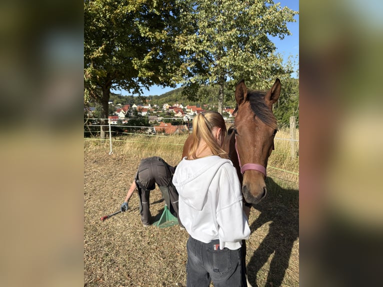 Hanovrien Jument 2 Ans 160 cm Bai in Eckartsberga