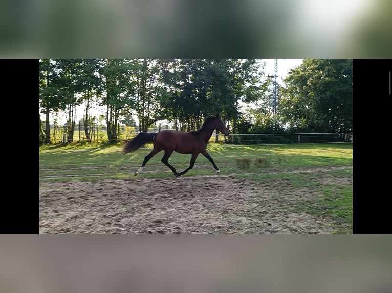 Hanovrien Jument 2 Ans 162 cm Bai in Z&#xFC;ssow
