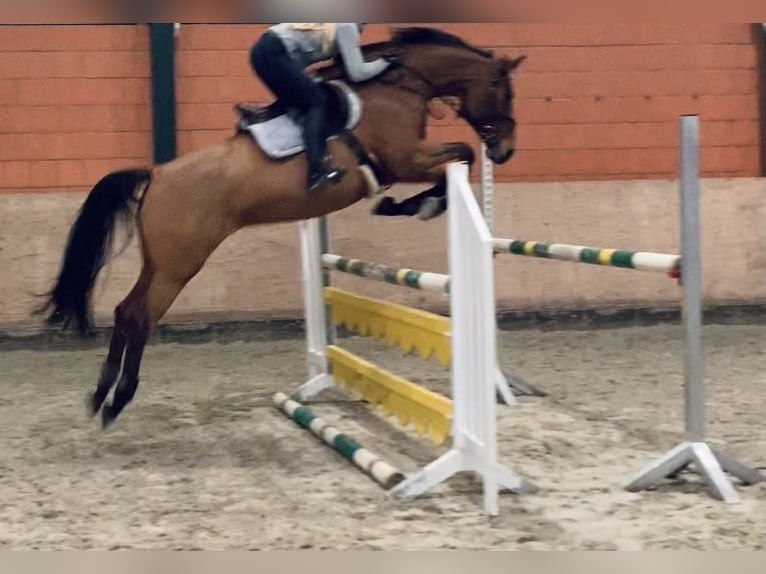 Hanovrien Jument 2 Ans 163 cm Bai in Gifhorn
