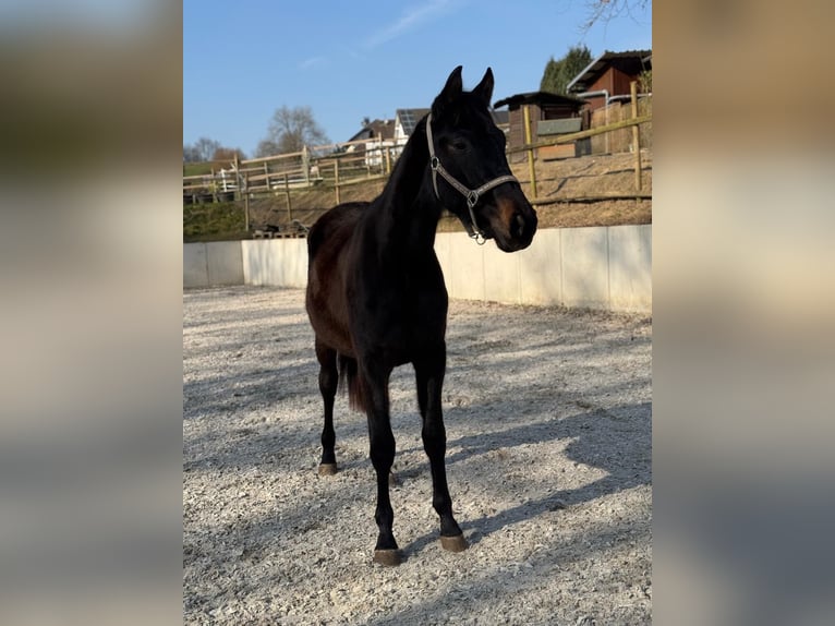 Hanovrien Jument 2 Ans 165 cm Bai brun in Much