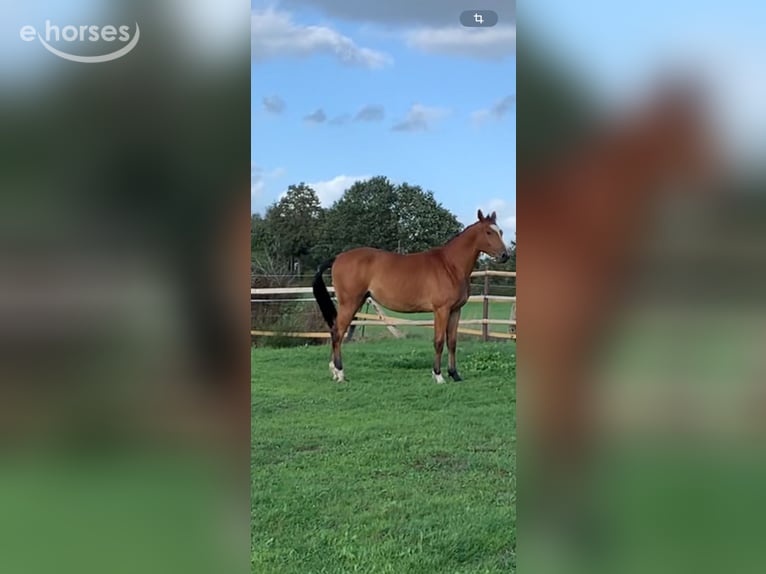 Hanovrien Jument 2 Ans 165 cm Bai in Schermbeck