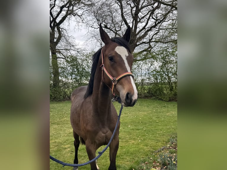 Hanovrien Jument 2 Ans 165 cm Bai in Tiste