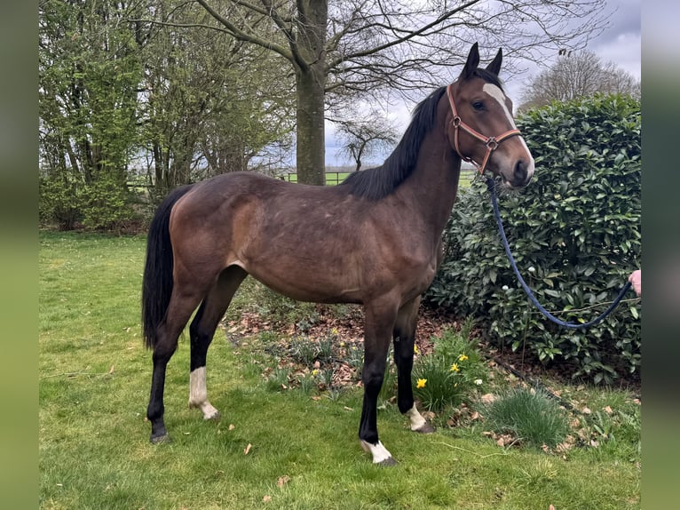Hanovrien Jument 2 Ans 165 cm Bai in Tiste