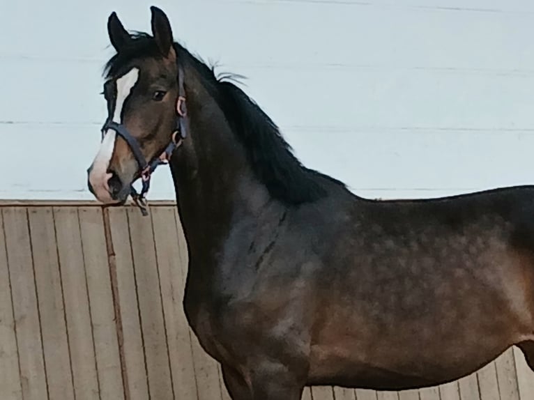 Hanovrien Jument 2 Ans 167 cm Bai brun in Barenburg