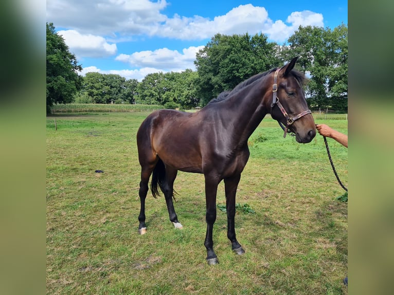 Hanovrien Jument 2 Ans 168 cm Bai brun in Ree&#xDF;um