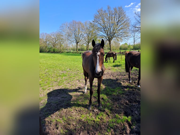 Hanovrien Jument 2 Ans 168 cm Bai brun in Hesel