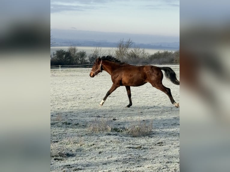 Hanovrien Jument 2 Ans 168 cm Bai in Eckartsberga