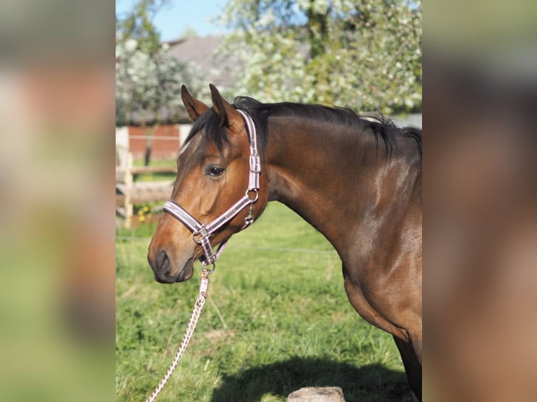 Hanovrien Jument 2 Ans 168 cm Bai in M&#xFC;nchhausen