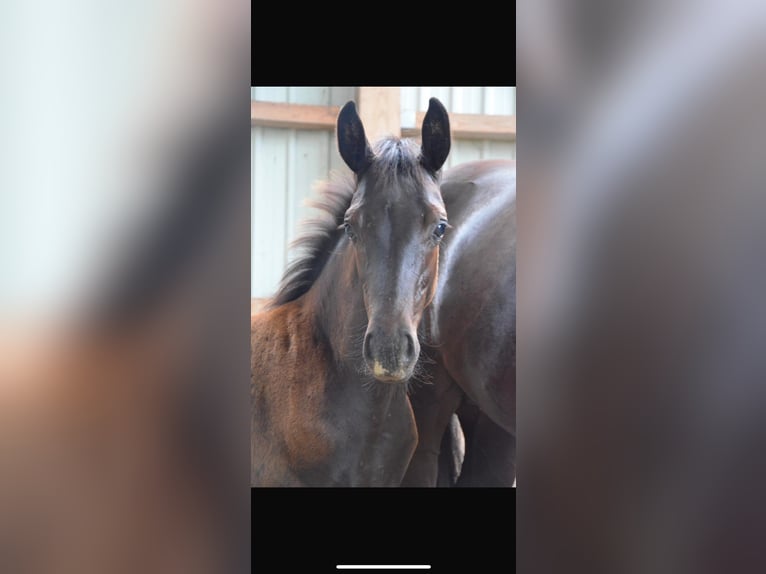 Hanovrien Jument 2 Ans 168 cm Noir in Quickborn