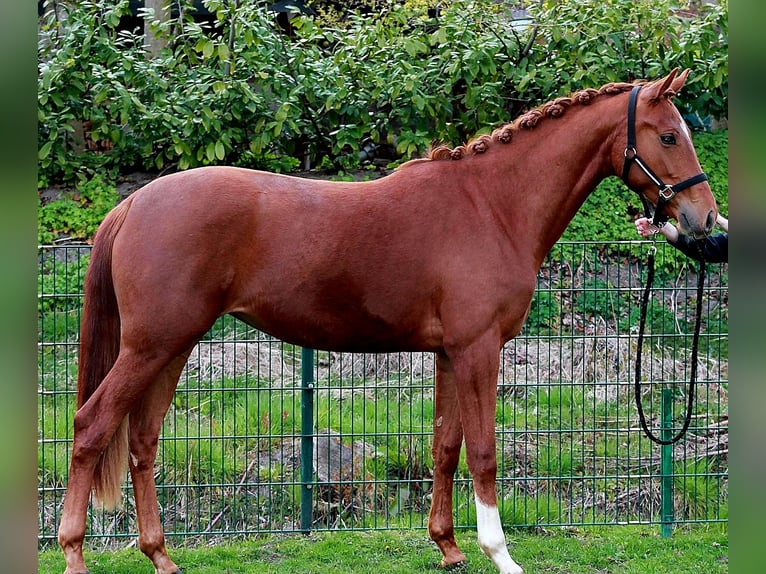 Hanovrien Jument 2 Ans 169 cm Alezan brûlé in Eydelstedt